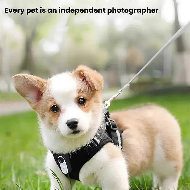 Collar Cat Dog View Camera Pet Recorder for Baby and Pet Monitors Black/White